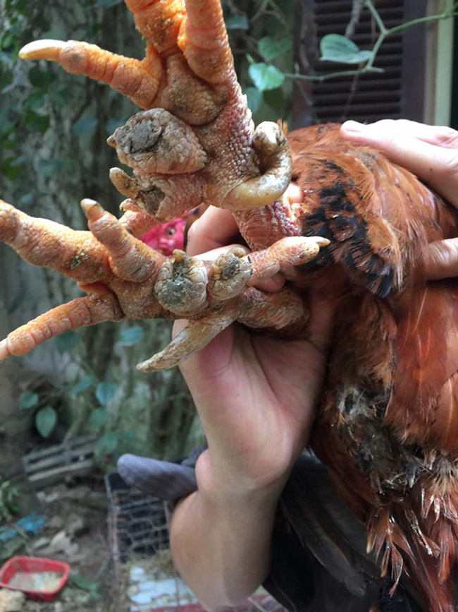 Loài gà vua Hùng kén rể trong truyền thuyết được ráo riết săn lùng làm quà biếu Tết