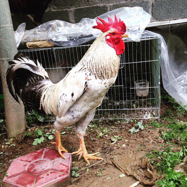 Loài gà vua Hùng kén rể trong truyền thuyết được ráo riết săn lùng làm quà biếu Tết