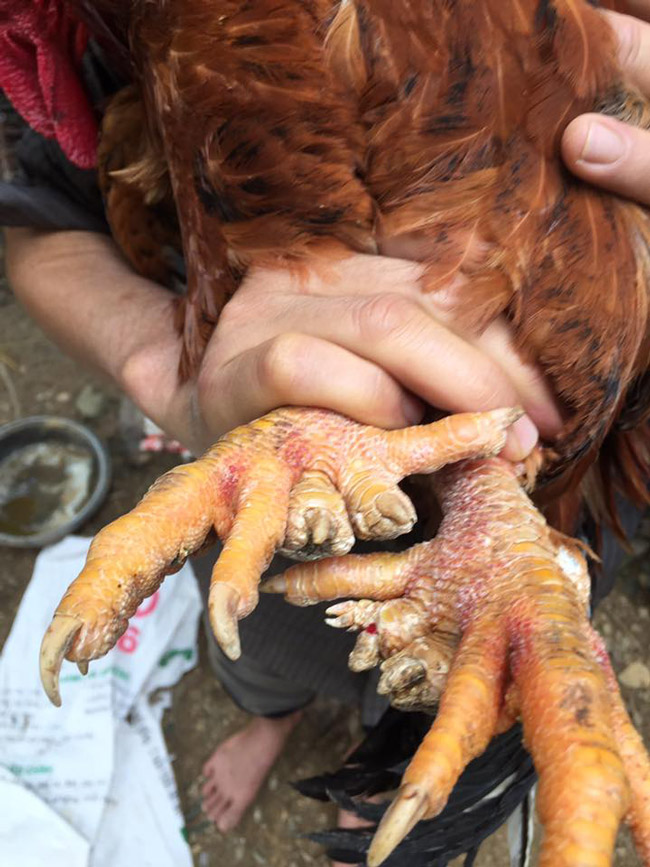 Loài gà vua Hùng kén rể trong truyền thuyết được ráo riết săn lùng làm quà biếu Tết