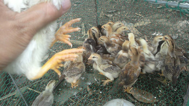 Loài gà vua Hùng kén rể trong truyền thuyết được ráo riết săn lùng làm quà biếu Tết