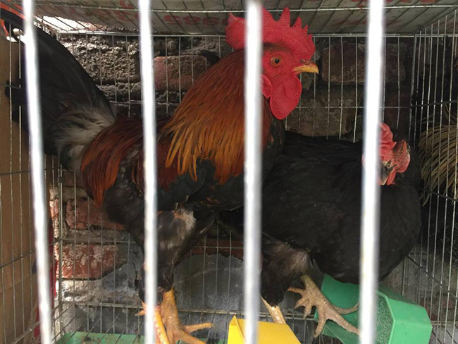 Loài gà vua Hùng kén rể trong truyền thuyết được ráo riết săn lùng làm quà biếu Tết