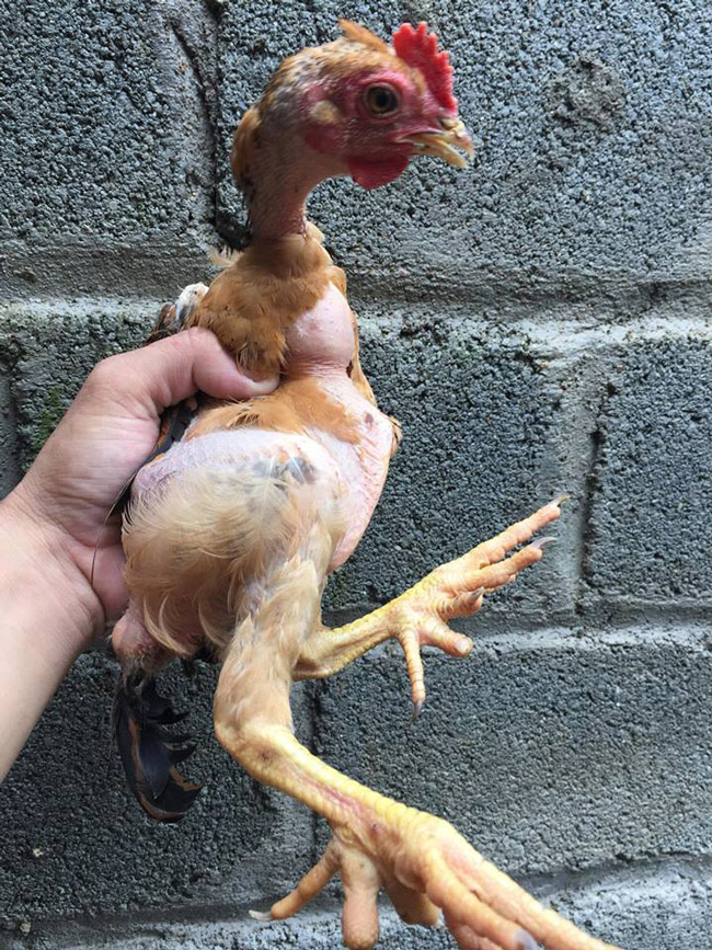 Loài gà vua Hùng kén rể trong truyền thuyết được ráo riết săn lùng làm quà biếu Tết