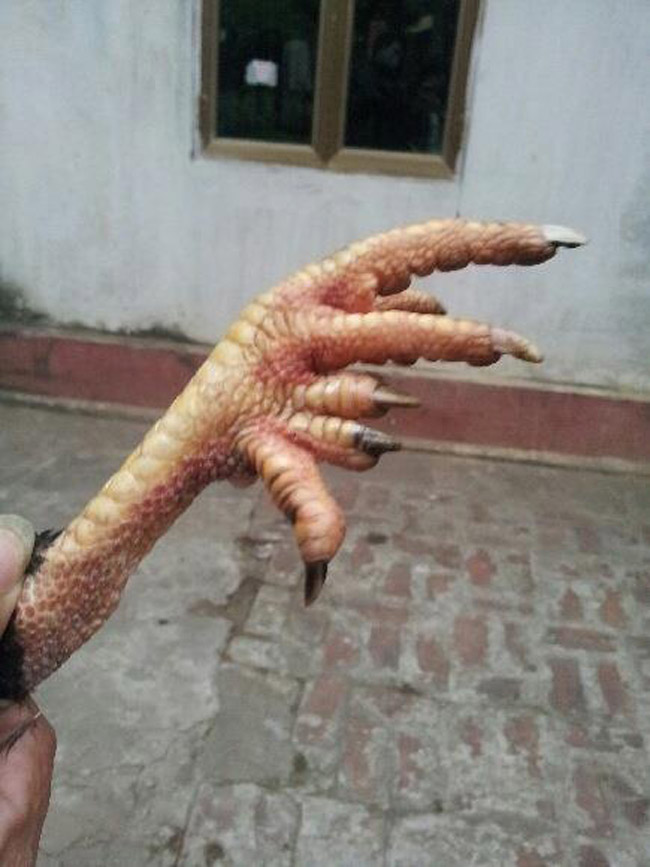 Loài gà vua Hùng kén rể trong truyền thuyết được ráo riết săn lùng làm quà biếu Tết