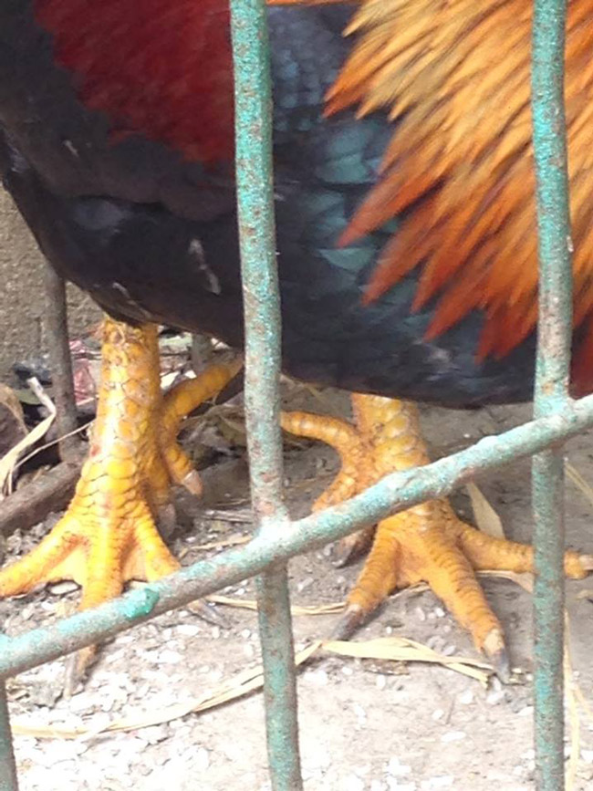 Loài gà vua Hùng kén rể trong truyền thuyết được ráo riết săn lùng làm quà biếu Tết