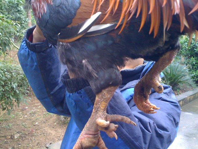 Loài gà vua Hùng kén rể trong truyền thuyết được ráo riết săn lùng làm quà biếu Tết