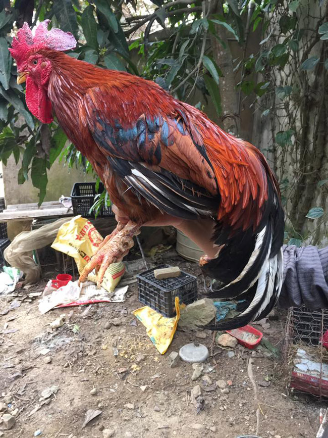 Loài gà vua Hùng kén rể trong truyền thuyết được ráo riết săn lùng làm quà biếu Tết