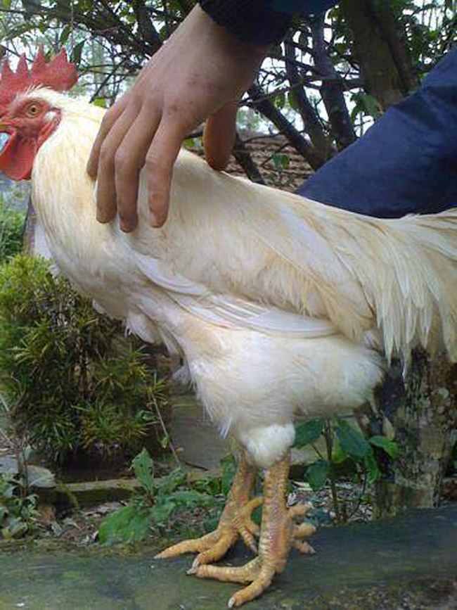 Loài gà vua Hùng kén rể trong truyền thuyết được ráo riết săn lùng làm quà biếu Tết