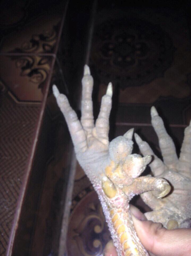 Loài gà vua Hùng kén rể trong truyền thuyết được ráo riết săn lùng làm quà biếu Tết