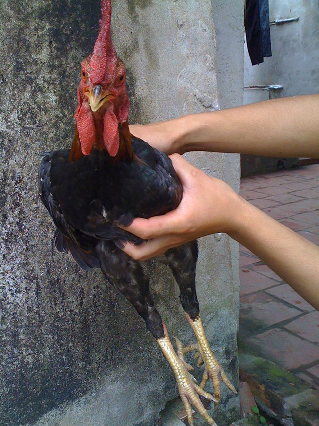 Loài gà vua Hùng kén rể trong truyền thuyết được ráo riết săn lùng làm quà biếu Tết