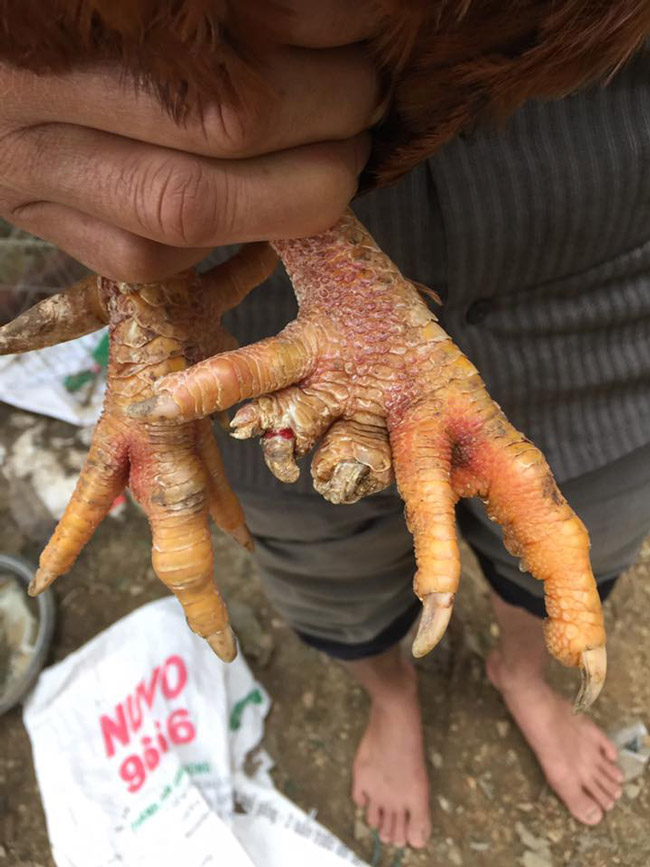 Loài gà vua Hùng kén rể trong truyền thuyết được ráo riết săn lùng làm quà biếu Tết