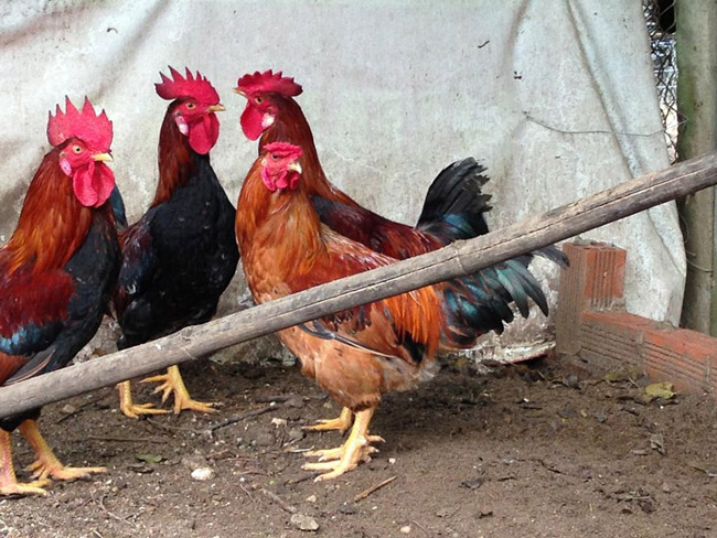 Loài gà vua Hùng kén rể trong truyền thuyết được ráo riết săn lùng làm quà biếu Tết