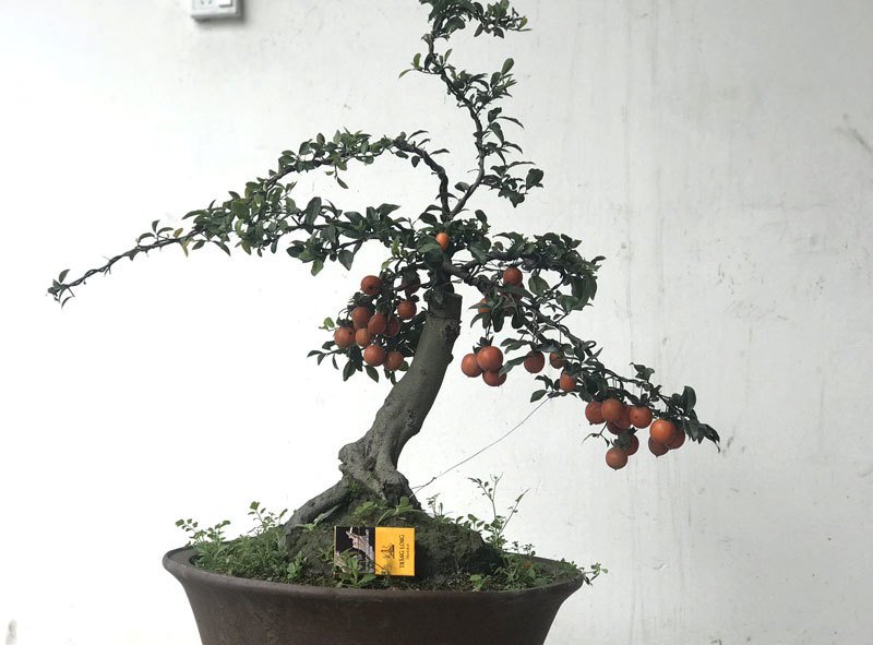 Hồng đá bonsai giá 1 tỷ đồng: Đại gia bí ẩn xuống tiền chơi Tết