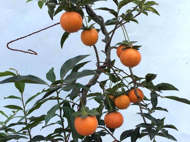 Hồng đá bonsai giá 1 tỷ đồng: Đại gia bí ẩn xuống tiền chơi Tết