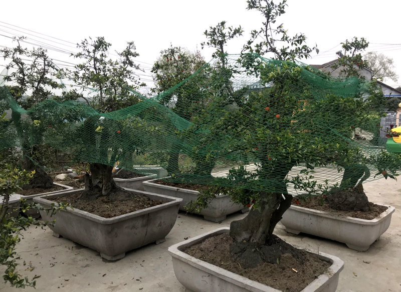 Hồng đá bonsai giá 1 tỷ đồng: Đại gia bí ẩn xuống tiền chơi Tết