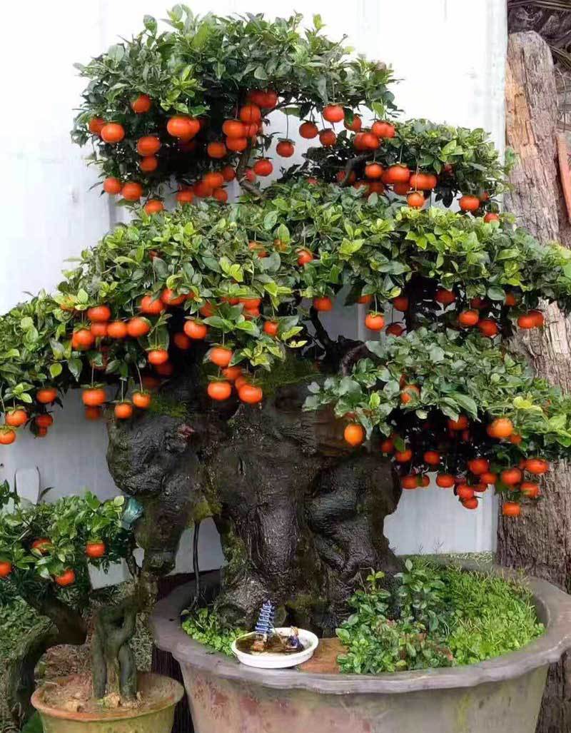 Hồng đá bonsai giá 1 tỷ đồng: Đại gia bí ẩn xuống tiền chơi Tết