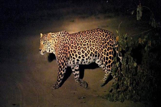 Tìm thấy thi thể không đầu của bé trai 3 tuổi bị con báo tha đi