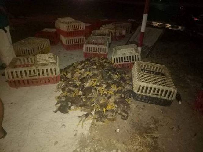 Va chạm với xe tải chở gà, xe cấp cứu nát đầu