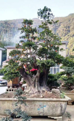 Gần 900 triệu đồng một cây hồng đá cổ thụ chơi Tết