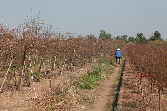 Thời tiết thất thường, đào Nhật Tân bung nở rực rỡ từ vườn ra phố