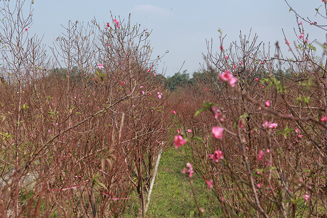 Thời tiết thất thường, đào Nhật Tân bung nở rực rỡ từ vườn ra phố