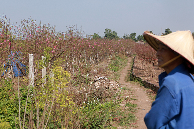 Thời tiết thất thường, đào Nhật Tân bung nở rực rỡ từ vườn ra phố