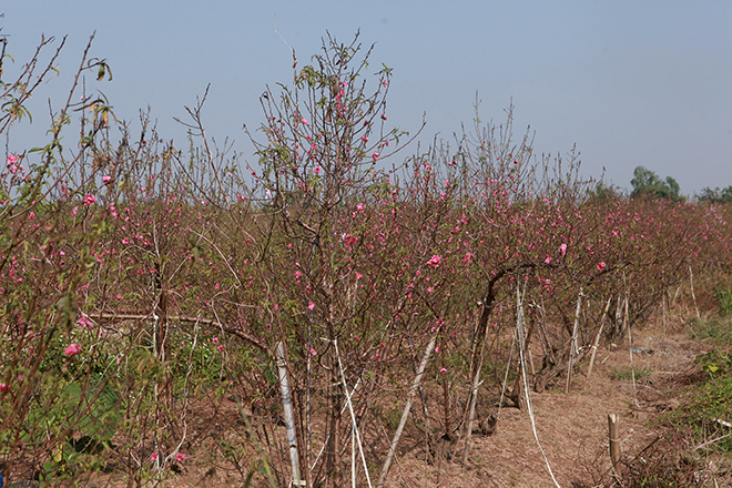 Thời tiết thất thường, đào Nhật Tân bung nở rực rỡ từ vườn ra phố