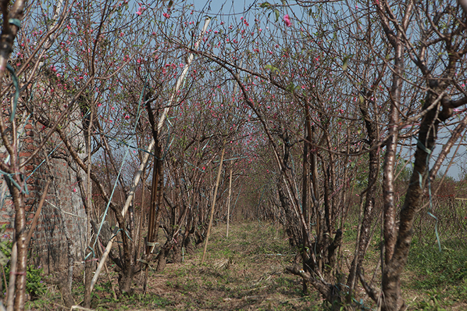 Thời tiết thất thường, đào Nhật Tân bung nở rực rỡ từ vườn ra phố