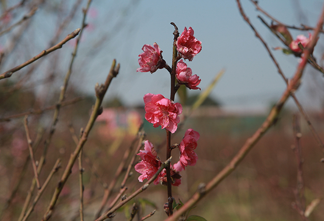 Thời tiết thất thường, đào Nhật Tân bung nở rực rỡ từ vườn ra phố
