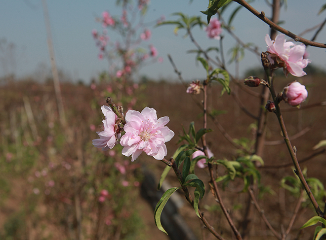 Thời tiết thất thường, đào Nhật Tân bung nở rực rỡ từ vườn ra phố