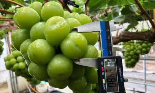 Trái cây cao cấp ngoại ồ ạt về Việt Nam