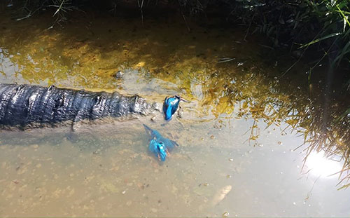 Tôm cá chết sau sự cố tràn dầu ở Thanh Hóa