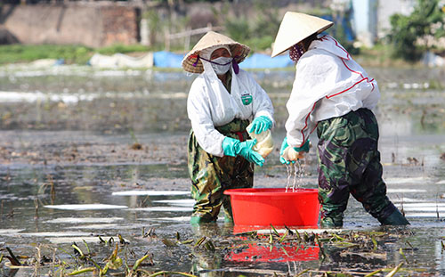 Tôm cá chết sau sự cố tràn dầu ở Thanh Hóa
