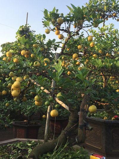 50 triệu đồng một cây chanh vàng tứ quý chơi Tết