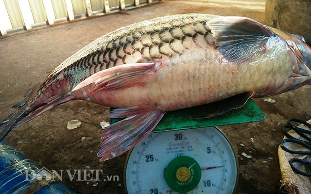 Ly kỳ chiến thuật săn thủy quái của sát thủ cá bên dòng Sê San