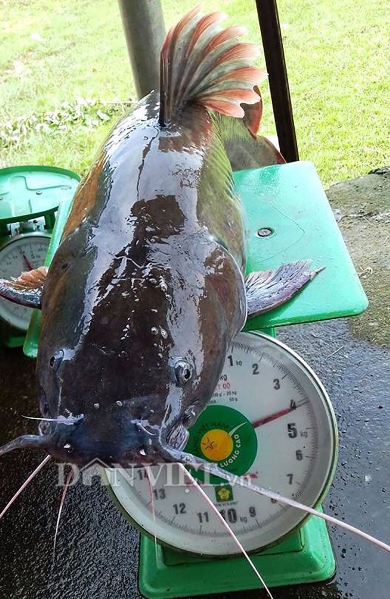 Ly kỳ chiến thuật săn thủy quái của sát thủ cá bên dòng Sê San