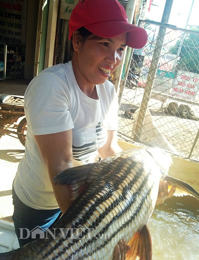 Ly kỳ chiến thuật săn thủy quái của sát thủ cá bên dòng Sê San