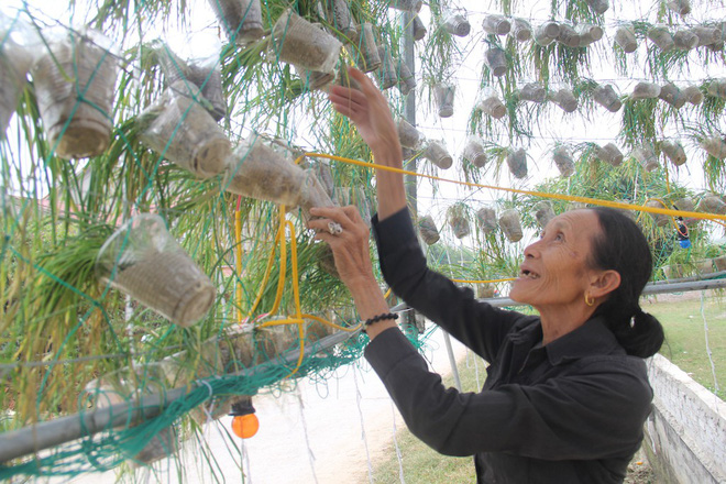 Ngắm cây thông Noel làm từ hàng vạn cây hành và tháp Eiffel bằng tre độc đáo xứ Nghệ