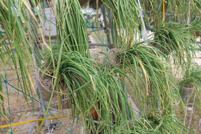 Ngắm cây thông Noel làm từ hàng vạn cây hành và tháp Eiffel bằng tre độc đáo xứ Nghệ