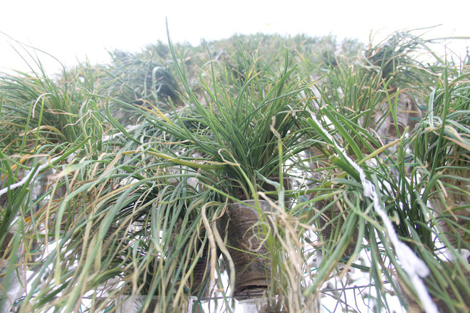 Ngắm cây thông Noel làm từ hàng vạn cây hành và tháp Eiffel bằng tre độc đáo xứ Nghệ