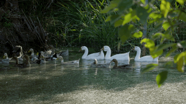 Khu vườn rộng 3000m² đẹp như cổ tích của vợ chồng 40 tuổi quyết định nghỉ hưu sớm về quê tận hưởng cuộc sống