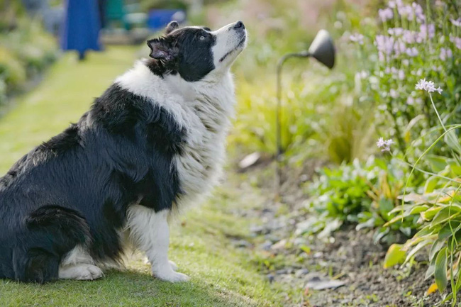 Khu vườn rộng 3000m² đẹp như cổ tích của vợ chồng 40 tuổi quyết định nghỉ hưu sớm về quê tận hưởng cuộc sống