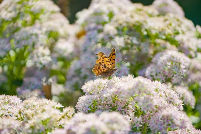 Khu vườn rộng 3000m² đẹp như cổ tích của vợ chồng 40 tuổi quyết định nghỉ hưu sớm về quê tận hưởng cuộc sống