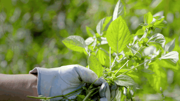 Khu vườn rộng 3000m² đẹp như cổ tích của vợ chồng 40 tuổi quyết định nghỉ hưu sớm về quê tận hưởng cuộc sống