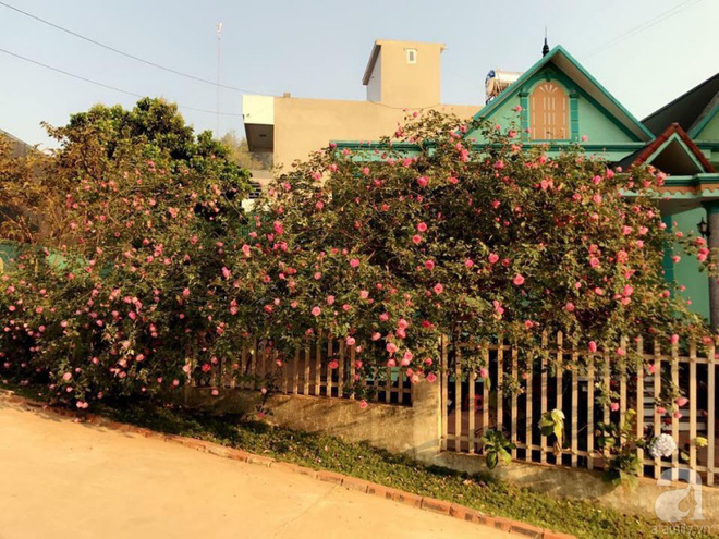 Ngôi nhà yên bình rợp bóng hồng cổ Sapa trên phố núi Tây Bắc của mẹ hai con