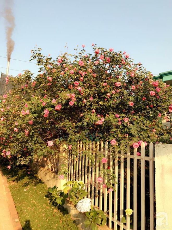 Ngôi nhà yên bình rợp bóng hồng cổ Sapa trên phố núi Tây Bắc của mẹ hai con