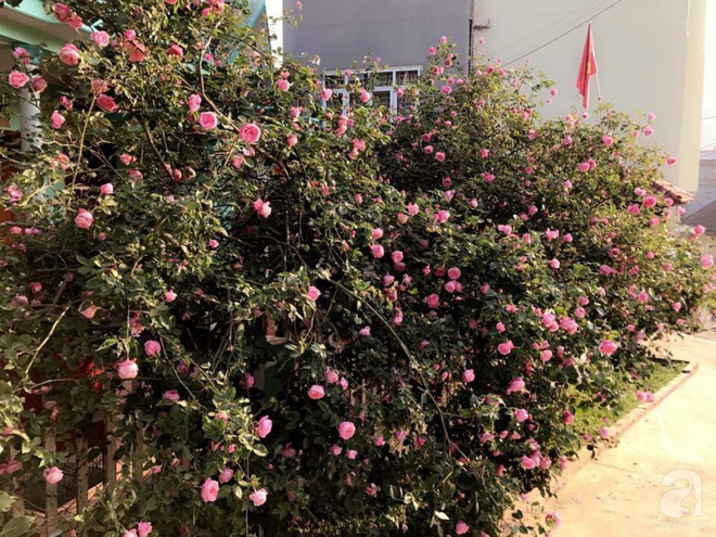 Ngôi nhà yên bình rợp bóng hồng cổ Sapa trên phố núi Tây Bắc của mẹ hai con