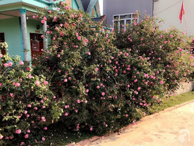 Ngôi nhà yên bình rợp bóng hồng cổ Sapa trên phố núi Tây Bắc của mẹ hai con