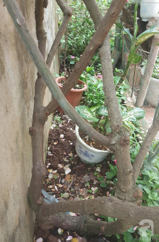 Ngôi nhà yên bình rợp bóng hồng cổ Sapa trên phố núi Tây Bắc của mẹ hai con