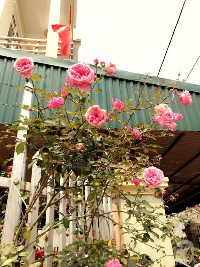 Ngôi nhà yên bình rợp bóng hồng cổ Sapa trên phố núi Tây Bắc của mẹ hai con