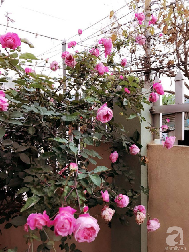 Ngôi nhà yên bình rợp bóng hồng cổ Sapa trên phố núi Tây Bắc của mẹ hai con